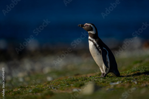 Magellanic penguin leans forward on grassy slope