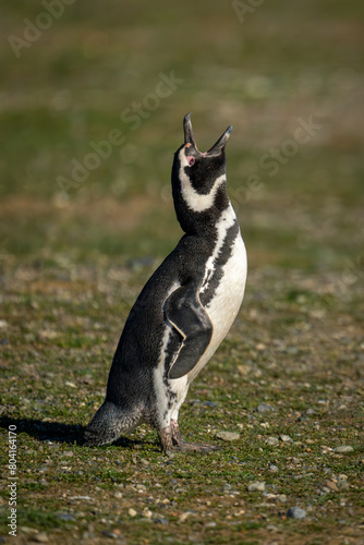 Magellanic penguin on grass raises head squawking