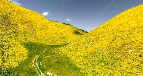 Dirt country road on a ranch and hills during the superbloom in Carrizo National Monument. Hills are covered with bright yellow and purple flowers Santa Margarita, California, USA. photo