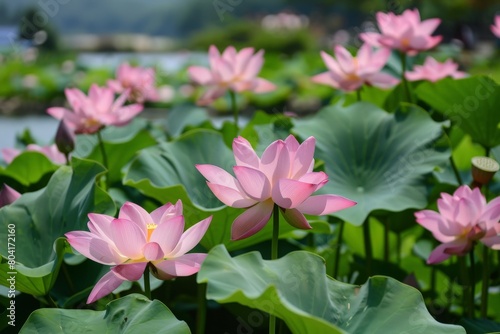 Background lotus flower