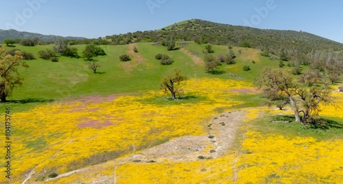 Oak Trees and meadow covered in yeloow spring flowers during superbloom season, Santa Margarita, California, United States of America. photo