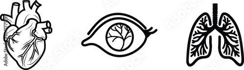 Set of human  internal organs, vector illustration.