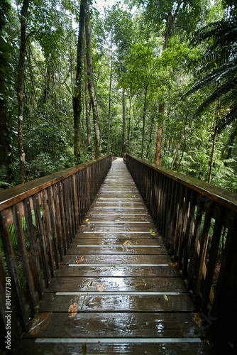 Wooden walkway bridge in lush rainforest