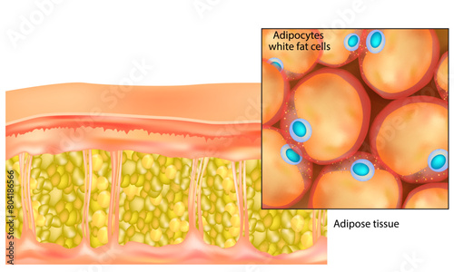 Adipose tissue. Adipocytes white fat cells.Lipocytes and fat cells