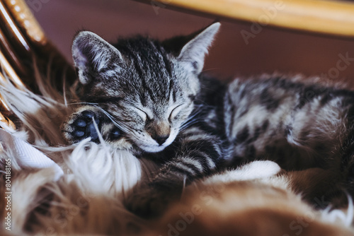 Adorable chaton tigré gris à la maison photo