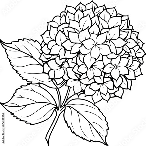 Hydrangea flower plant outline illustration coloring book page design, Hydrangea flower plant black and white line art drawing coloring book pages for children and adults