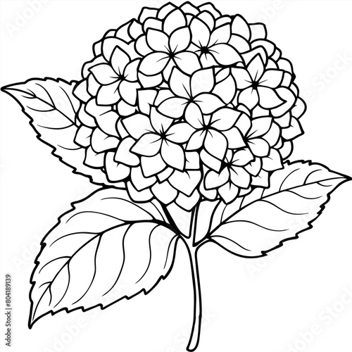 Hydrangea flower plant outline illustration coloring book page design, Hydrangea flower plant black and white line art drawing coloring book pages for children and adults