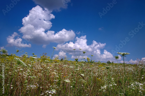 beautiful meadow with various herbs in summer time, summer and wild vegetatio...