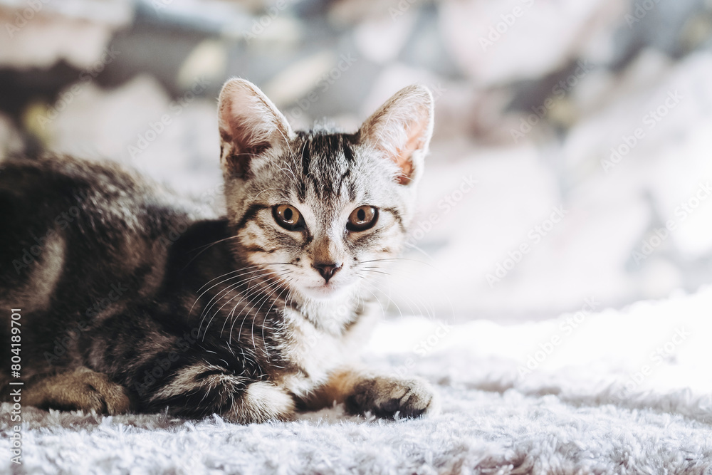 Adorable chaton tigré gris à la maison Adorable chaton tigré gris à la maison