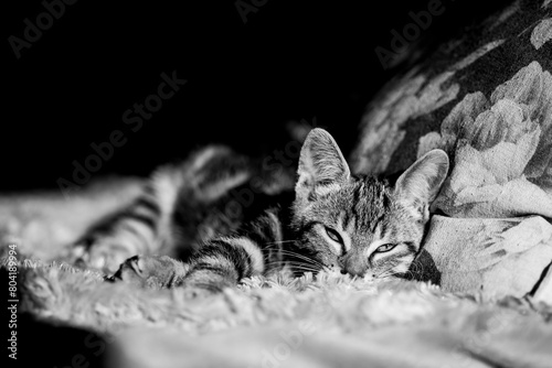 Adorable chaton tigré gris à la maison photo