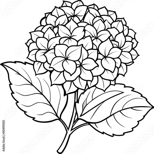 Hydrangea flower plant outline illustration coloring book page design, Hydrangea flower plant black and white line art drawing coloring book pages for children and adults