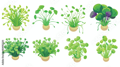 Assortment of healthy micro greens on white backgro photo