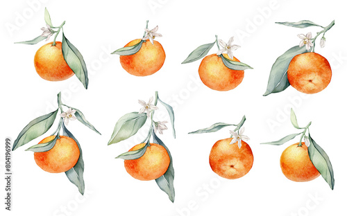 Set of mandarin branches with green leaves and flower. Hand drawn tangerines isolated background. Watercolor clipart illustrations. collection of citrus fruits. orange botanical painting