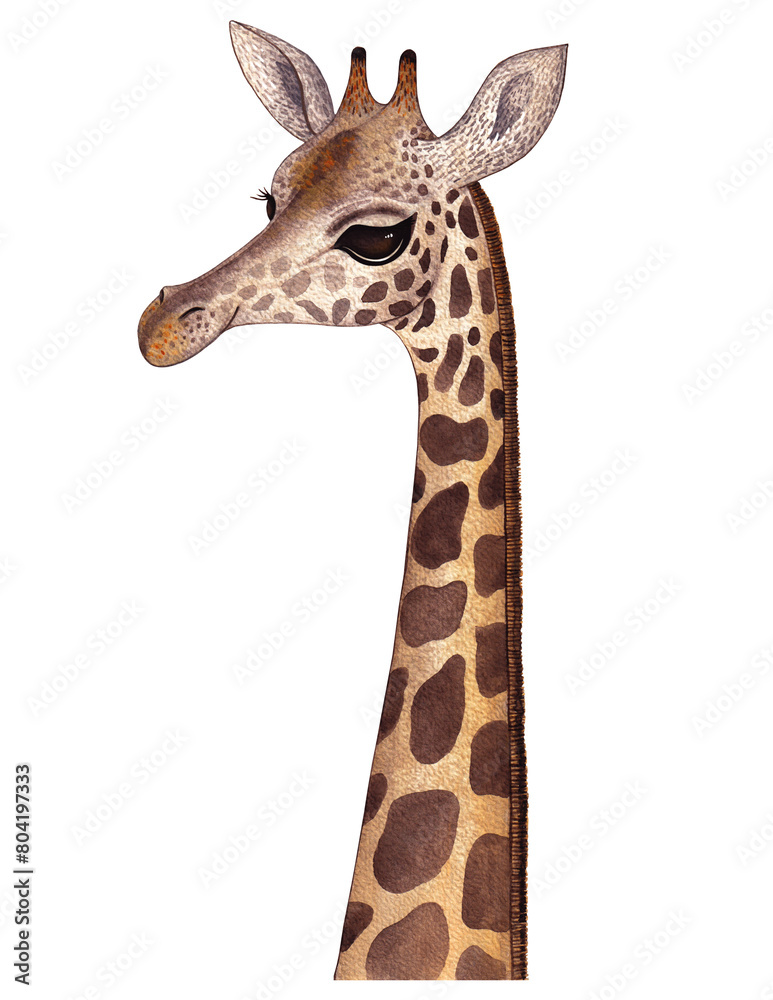 Fototapeta premium Isolated watercolor drawn portrait of a cute smiling giraffe (face and neck)