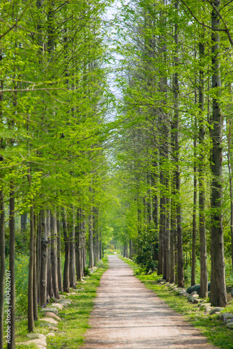 Hefei City, Anhui Province-Binhu Forest Wetland Park-Trees in the forest