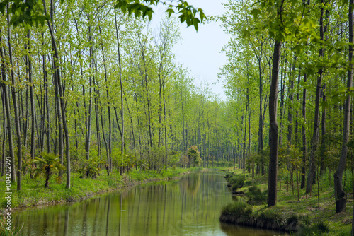 Hefei City, Anhui Province-Binhu Forest Wetland Park-Trees in the forest