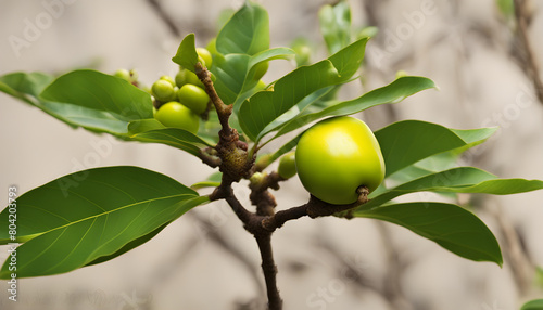diospyros blancoi or buah mentega (Malay) or butter fruit one on asian herbs and native fruit photo