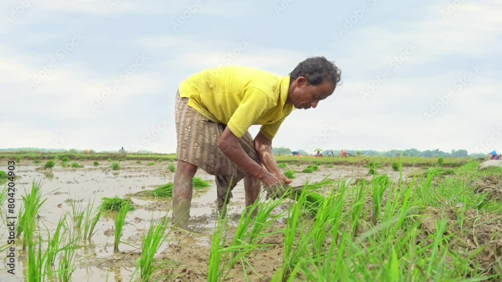 An Asian old aged farmer transplanting rice sprouts in plowed field in the open sky. An Asian old aged farmer transplanting rice sprouts in plowed field in the open sky.