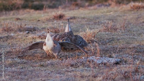 Two male Sharptail Grouse dance, fight for females on prairie lek photo