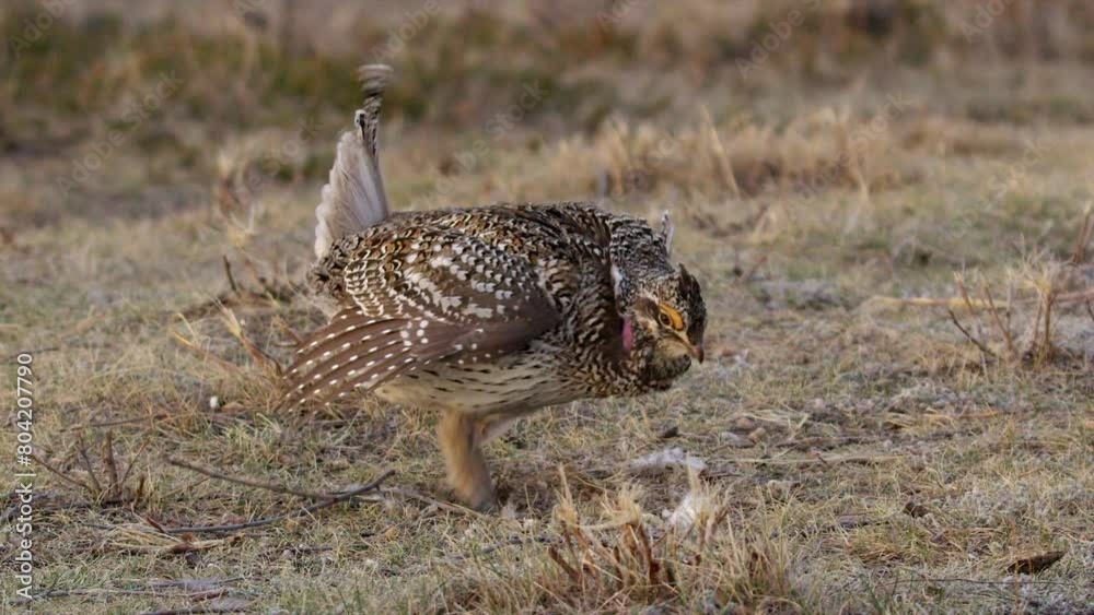 Male Sharptail Grouse dances on prairie grass lek on spring morning Male Sharptail Grouse dances on prairie grass lek on spring morning