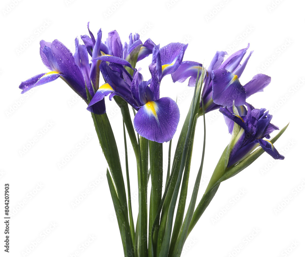 Beautiful violet iris flowers with water drops isolated on white
