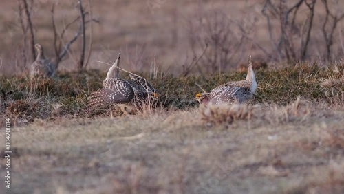 Male Sharptail Grouse dance for nearby female on spring prairie lek photo