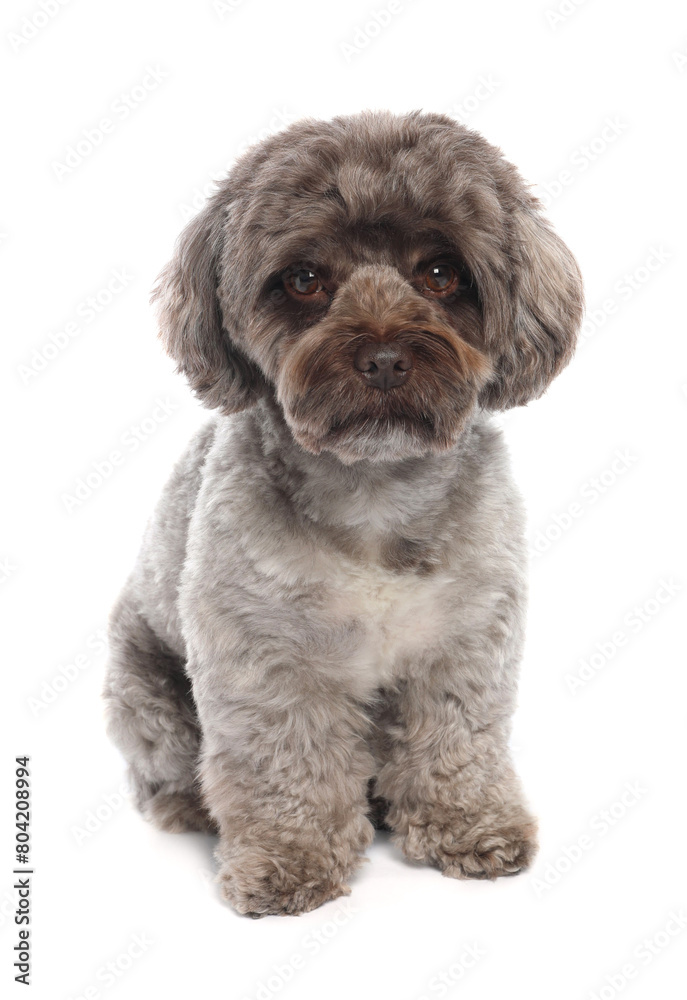 Cute Maltipoo dog on white background. Lovely pet Cute Maltipoo dog on white background. Lovely pet