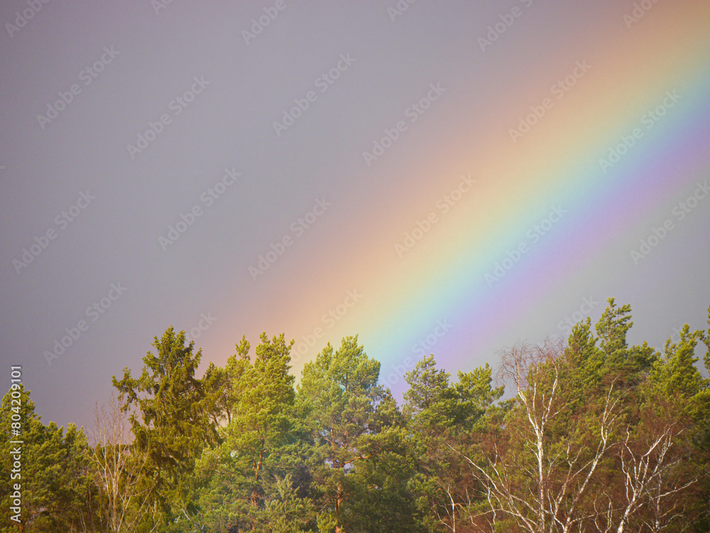 Fototapeta premium A rainbow over the forest