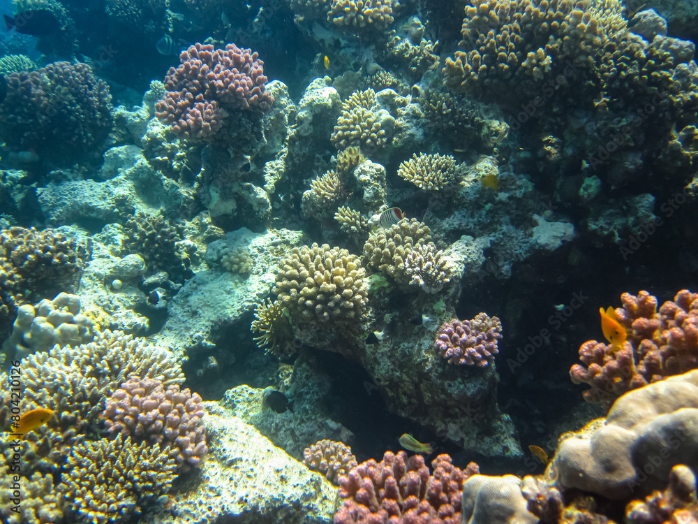 Beautiful underwater landscape on a coral reef in the Red Sea Beautiful underwater landscape on a coral reef in the Red Sea
