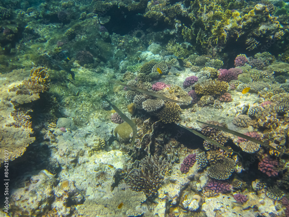 Fototapeta premium Beautiful underwater landscape on a coral reef in the Red Sea