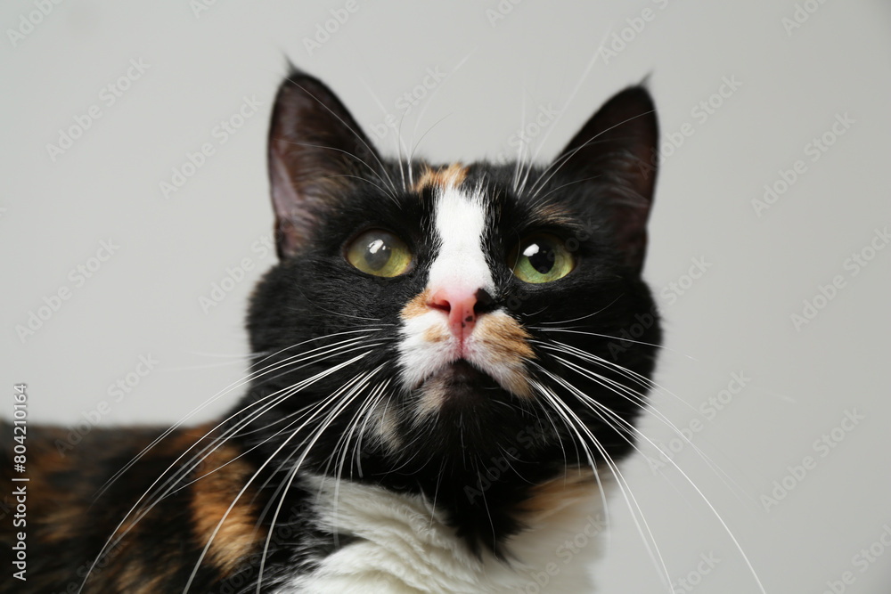 Cute cat with corneal opacity in eye on light grey background, closeup Cute cat with corneal opacity in eye on light grey background, closeup