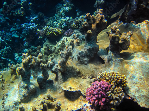 Beautiful underwater landscape on a coral reef in the Red Sea