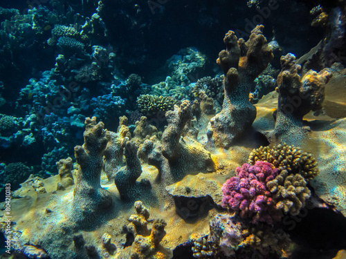 Beautiful underwater landscape on a coral reef in the Red Sea © glebantiy