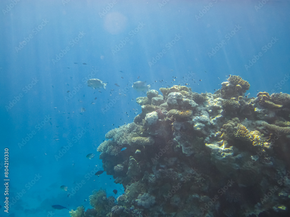 Naklejka premium Beautiful underwater landscape on a coral reef in the Red Sea