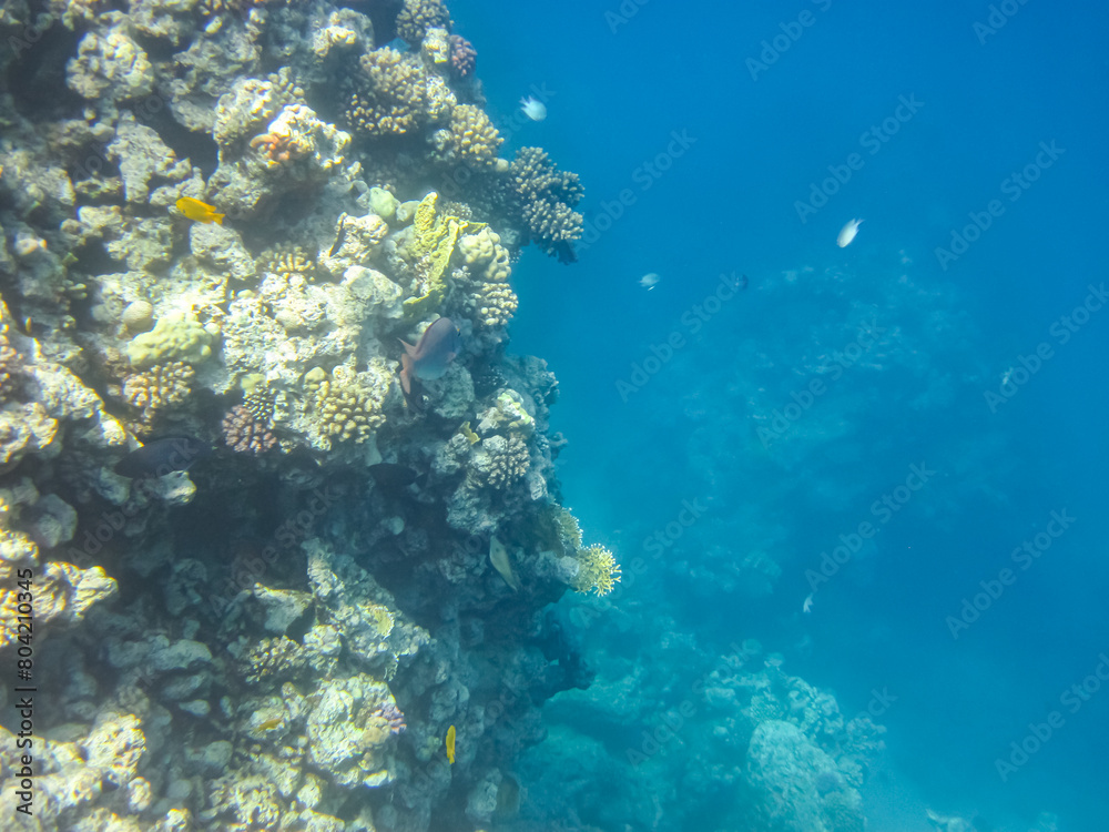Beautiful underwater landscape on a coral reef in the Red Sea Beautiful underwater landscape on a coral reef in the Red Sea