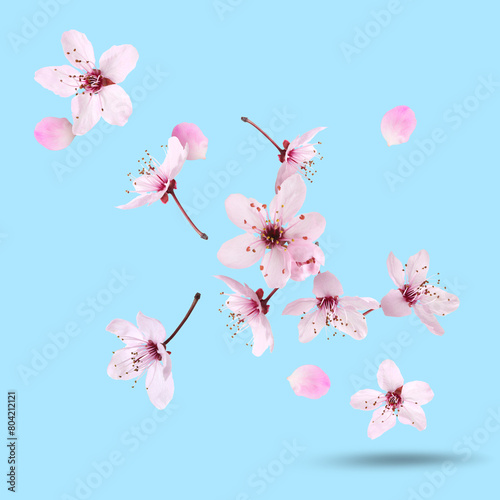 Spring blossoms. Beautiful flowers flying on light blue background