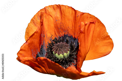 Red orange poppy flower isolated 