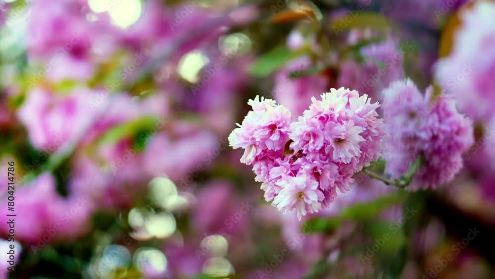 Slow mo of pink flowers saying in the tree