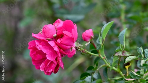Garden Roses, Tropicario, Bogotá Botanical Gardens, Colombia photo