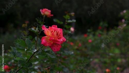 China Rose within Tropicario, Bogotá Botanical Gardens, Colombia photo