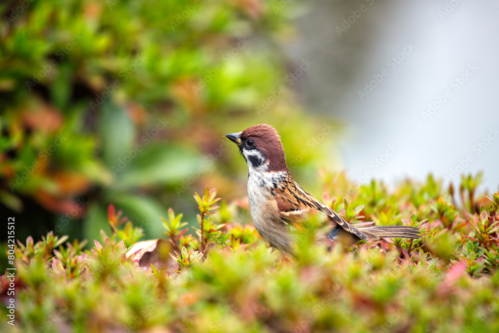 Naklejka premium Eurasian Tree Sparrow (Passer montanus) - London Park's Chirpy Resident