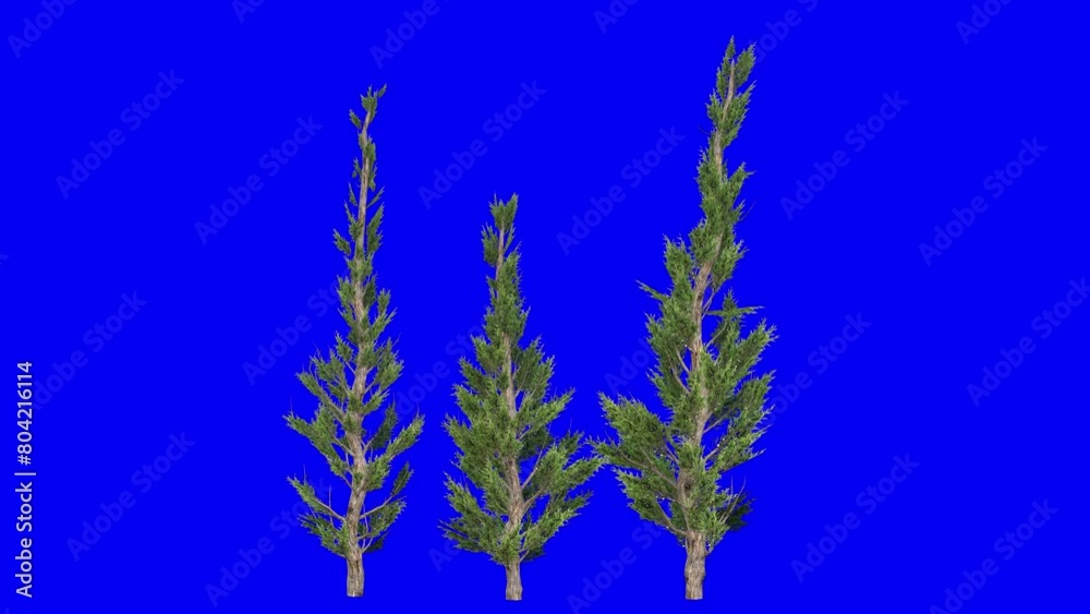 3D hollywood juniper tree cluster with wind effect on blue screen 3D animation. You can easily key out (remove) the blue screen with just one click using any video editor.