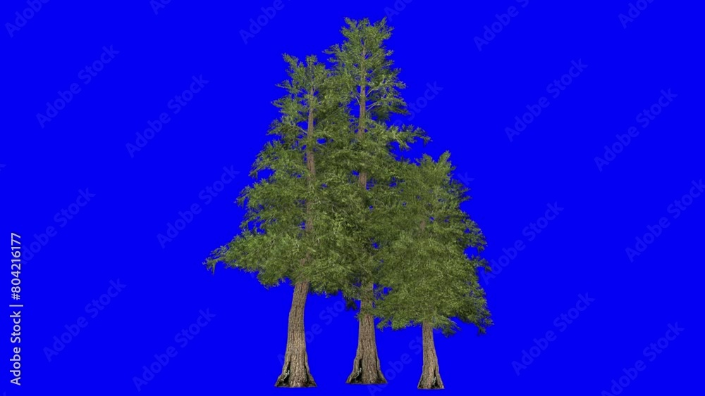 3D western red cedar cluster with wind effect on blue screen 3D ...