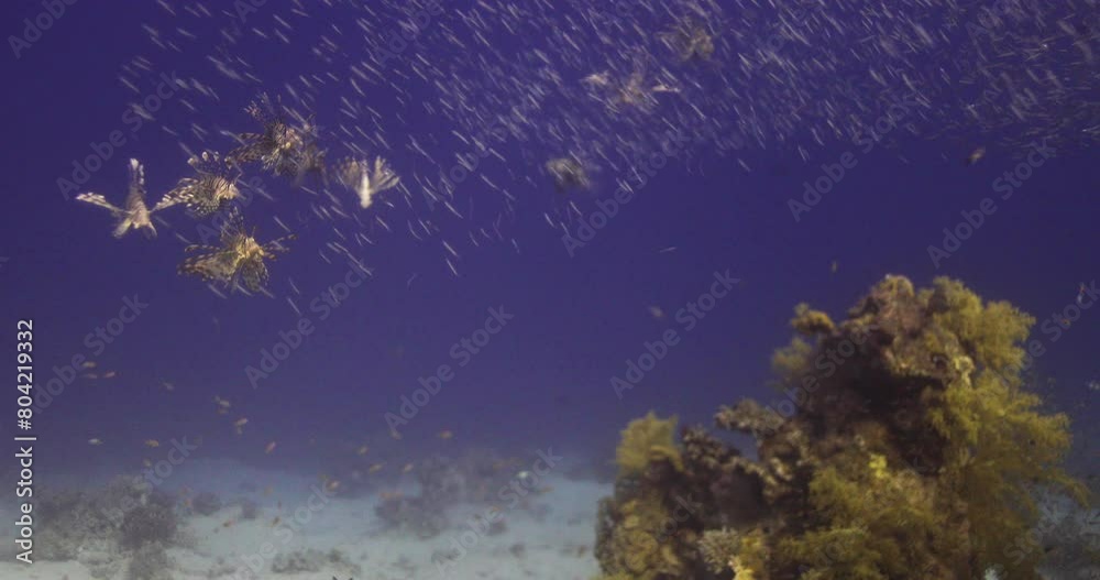 Lion Fish predators chasing glass fish prey by the Coral Reef of The Red Sea of Egypt Lion Fish predators chasing glass fish prey by the Coral Reef of The Red Sea of Egypt