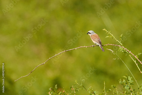 Photography Animals photographed in the wild