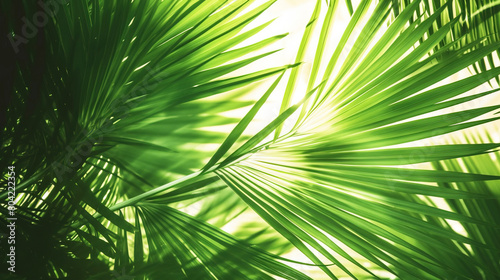 Nature  tropical palm leaves with sun rays in summer  wallpaper background. AI generated.