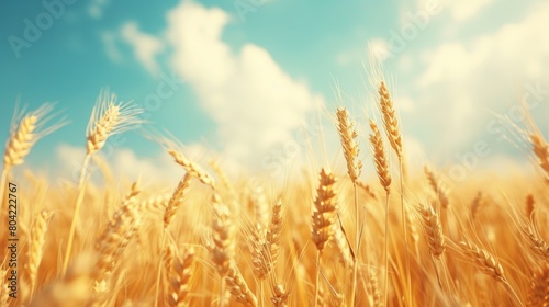 Golden wheat field under a clear blue sky capturing the essence of agricultural beauty and nature's bounty