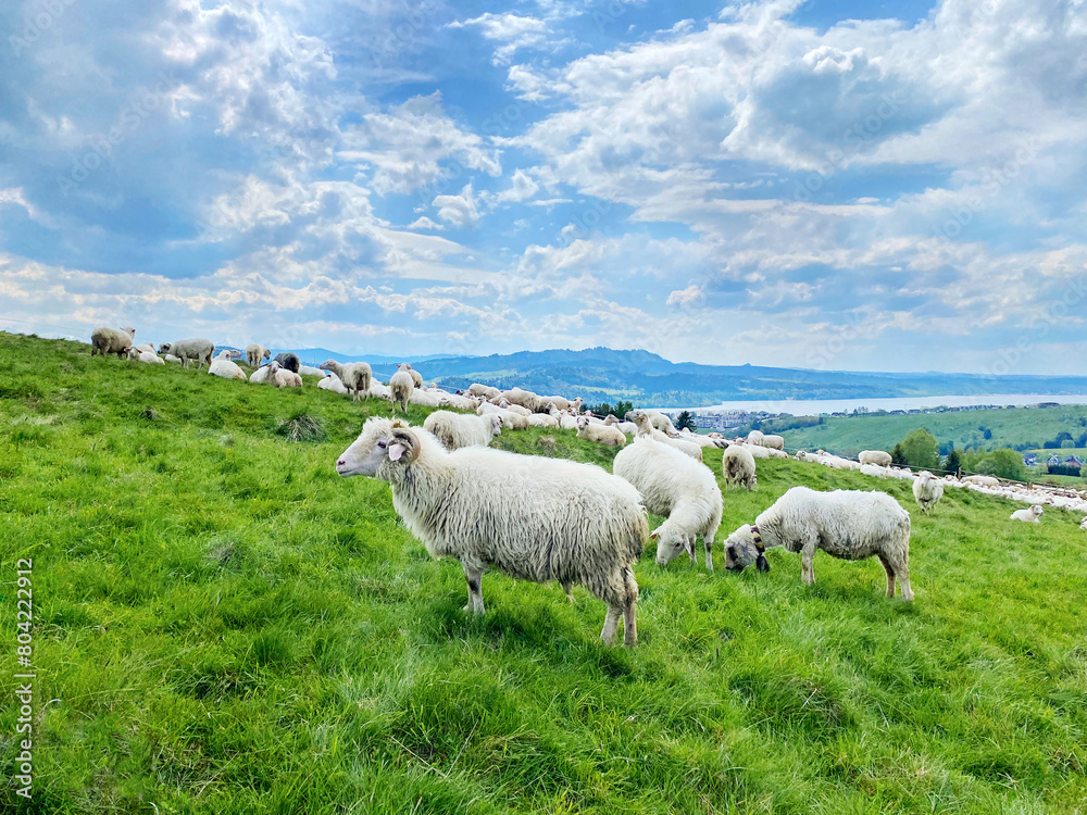 Fototapeta premium Flock of sheeps in mountains