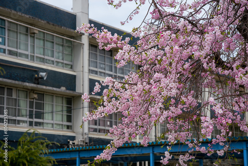 学校の校舎と満開の桜 photo