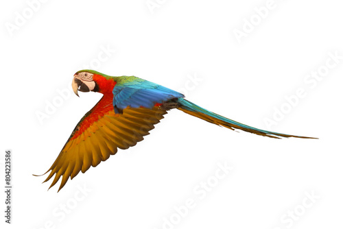Colorful flying Harlequin Macaw parrot isolated on transparent background png file